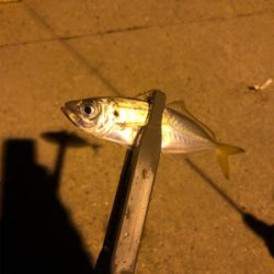 豆アジシーズン到来