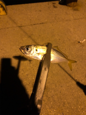 豆アジシーズン到来