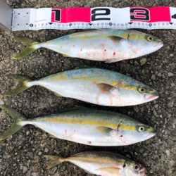 ハマチサイズまであと少し^_^