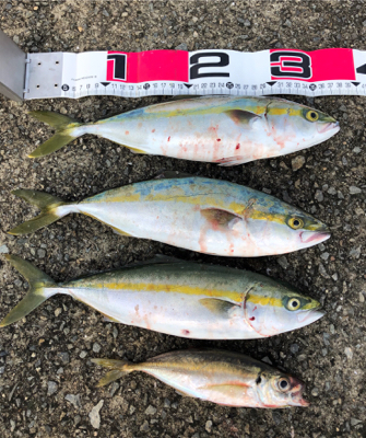 ハマチサイズまであと少し^_^