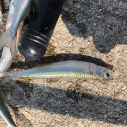 サヨリ、サビキ