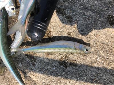 サヨリ、サビキ