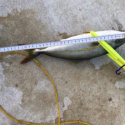 またまた 懲りずに・・・