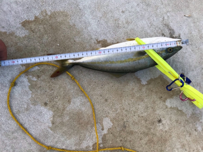 またまた 懲りずに・・・