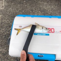 いつものアジング