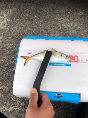 いつものアジング