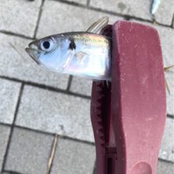 ジグサビキゲーム