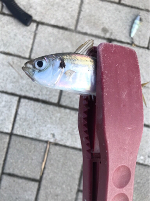 ジグサビキゲーム