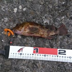 松前テトラ穴釣りでカサゴ25センチ