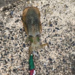 エギング新子調査行ってまいりました