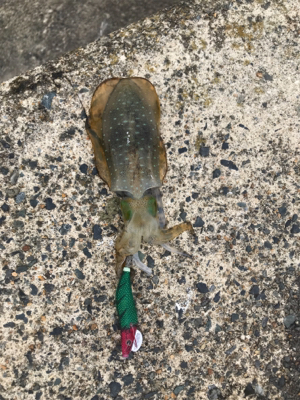 エギング新子調査行ってまいりました