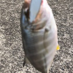 夏の終わりの思い出 ギンガメアジ