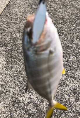 夏の終わりの思い出 ギンガメアジ