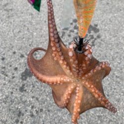 ショアタコ終了です。