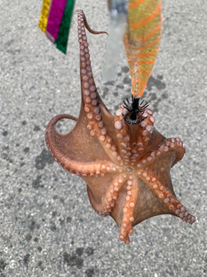 ショアタコ終了です。