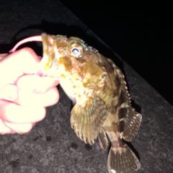 エギングタックルでロックフィッシュ