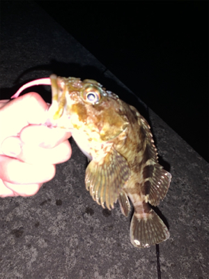 エギングタックルでロックフィッシュ