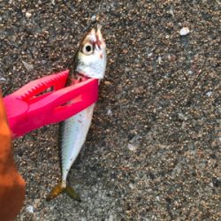 朝まずめアジング、サバゲー