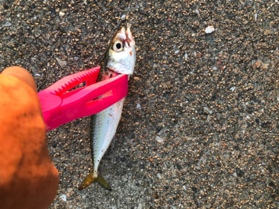 朝まずめアジング、サバゲー