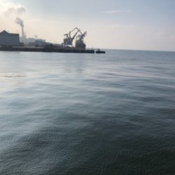 シーバスちゃん