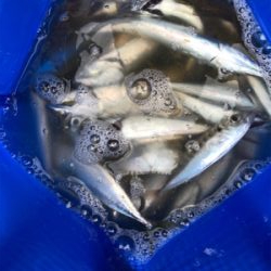 鳴尾浜海釣り公園