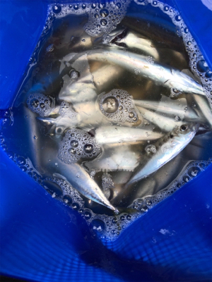 鳴尾浜海釣り公園