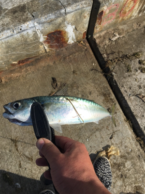 バァーサースタイル？