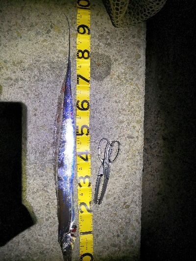 今季初はメーター足らず