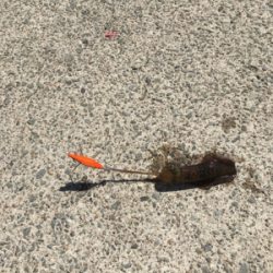 アオリが釣りたくて