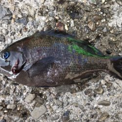 初めてのウキ釣り