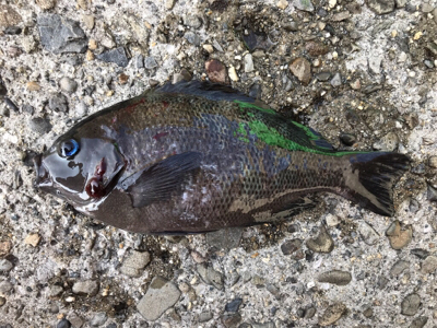 初めてのウキ釣り