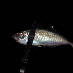 ジグ単アジングin泉南