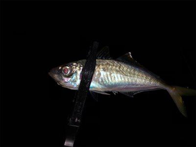 ジグ単アジングin泉南