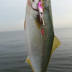 ライトショアジギング