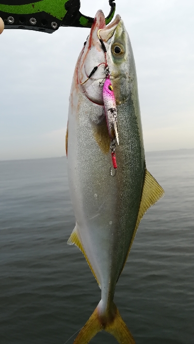 ライトショアジギング