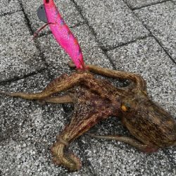 まだまだ釣れるタコ。