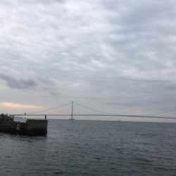 シイラの幼魚？