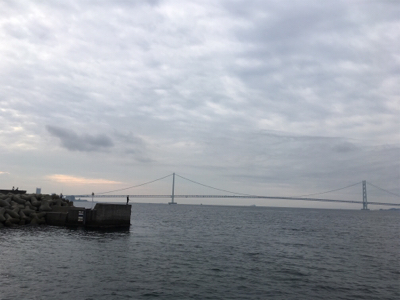 シイラの幼魚？