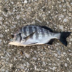 川の中はお魚の幼稚園