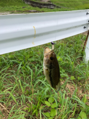 淀川水系 子バス祭り