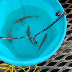 アジを餌にノマセ釣り