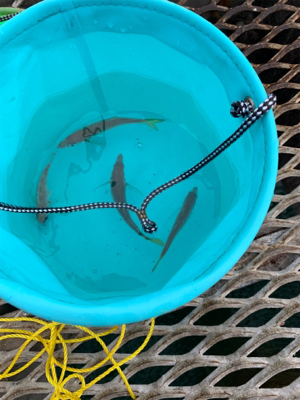 アジを餌にノマセ釣り