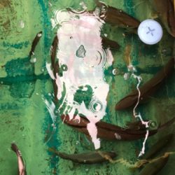 孝洋丸 落とし込み