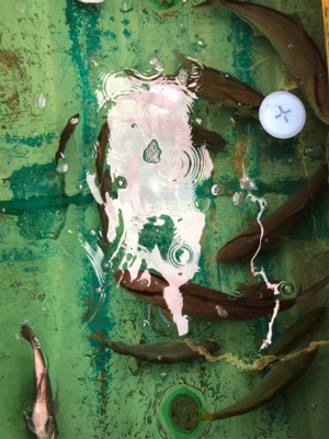 孝洋丸 落とし込み