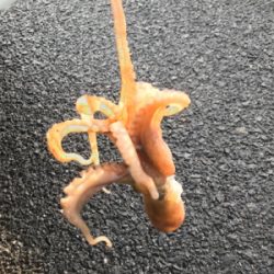 境港でライトゲーム