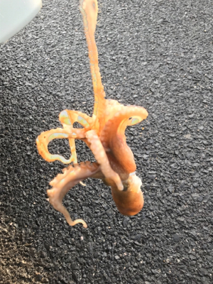 境港でライトゲーム