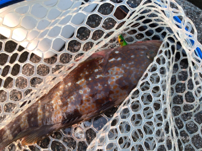 マッチザベイト