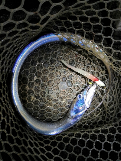 太刀魚はワンチャンス