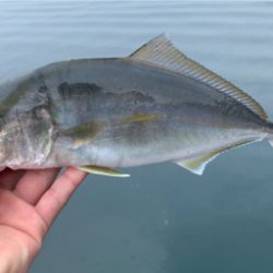 ネリゴ大量発生