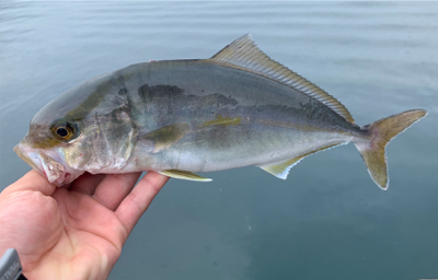 ネリゴ大量発生